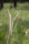 Michaux's milkweed